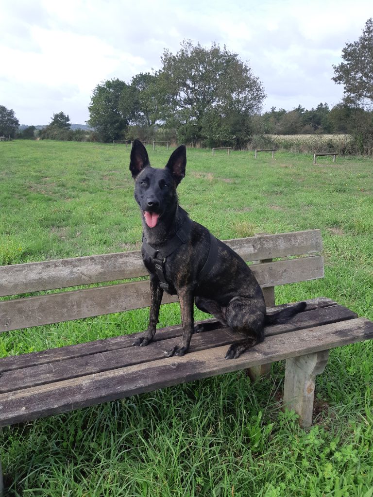 S'tokyo de la promesse d'hyssambre Fusionnel Dog
