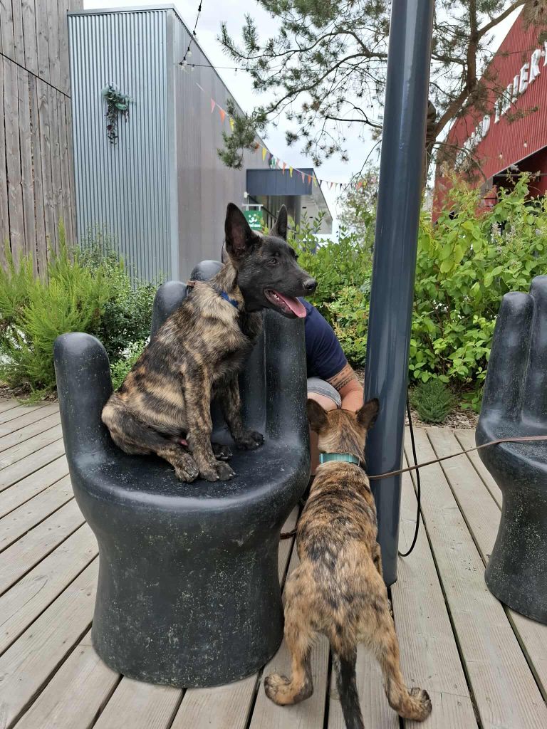 Fusionnel Dog - Chiots disponibles - Berger hollandais