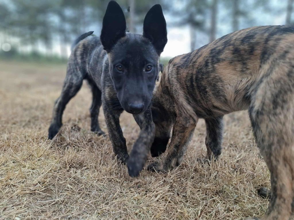 Fusionnel Dog - Chiots disponibles - Berger hollandais