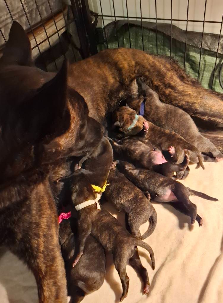 Chiot Berger hollandais Fusionnel Dog